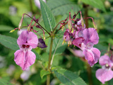 Himalayan Balsam (Impatiens Glandulifera) Flowers and Seed Pods, Wiltshire, England, UK, Europe