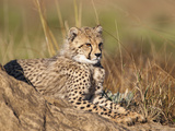 Cheetah (Acinonyx Jubatus) Cub, Phinda Private Game Reserve, Kwazulu Natal, South Africa, Africa