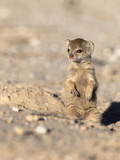 Yellow Mongoose (Cynictis Penicillata) Baby, Kgalagadi Transfrontier Park, South Africa, Africa