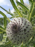 Woolly Thistle (Cirsium Eriophorum) Flowerbud, Chalk Grassland Meadow, Wiltshire, England, UK