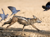 Blackbacked Jackal (Canis Mesomelas) Chasing Doves, Kgalagadi Transfrontier Park, South Africa