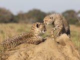 Cheetah (Acinonyx Jubatus) with Cub, Phinda Private Game Reserve, Kwazulu Natal, South Africa