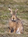 Brown Hare (Lepus Europaeus), Islay, Scotland, United Kingdom, Europe