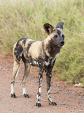 African Wild Dog (Lycaon Pictus), Kruger National Park, South Africa, Africa