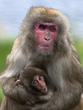 Snow Monkey, Japanese Macaque (Macaca Fuscata) with Baby, in Captivity, United Kingdom, Europe