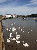 Swans and Ducks on the River Deben at Woodbridge Riverside, Woodbridge, Suffolk, England, UK