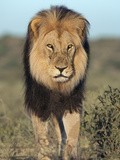 Lion (Panthera Leo), Kgalagadi Transfrontier Park, Northern Cape, South Africa, Africa