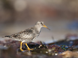 Purple Sandpiper (Calidris Maritima), Bamburgh Beach, Northumberland, England, UK, Europe