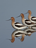 Three American Avocet (Recurvirostra Americana), Yellowstone National Park, Wyoming, USA