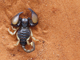 African Yellow Leg Scorpion (Opistophthalmus Carinatus), Tswalu Kalahari Game Reserve, South Africa