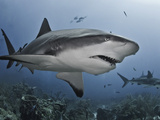 Caribbean Reef Shark (Carcharhinus Perezii) Eating Lionfish (Pterois Volitans), Roatan, Honduras