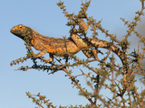 Ground Agama (Agama Aculeata), Kgalagadi Transfrontier Park, South Africa, Africa