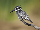 Pied Kingfisher (Ceryle Rudis), Intaka Island, Cape Town, South Africa, Africa