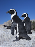 African Penguins (Spheniscus Demersus), Table Mountain National Park, Cape Town, South Africa
