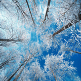 Frozen Sky