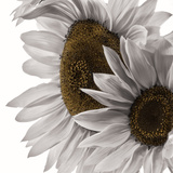 Buy White Softness at AllPosters.com