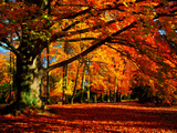 The Tree Photographic Print