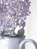 Lilac 1