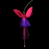 Fuschia