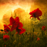 Red for Love Photographic Print