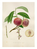 The Red Magdalene peach