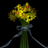 Mini Daffodils