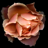Rose Just Joey