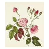 Rosa Chinensis
