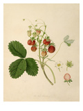 The Pine Strawberry