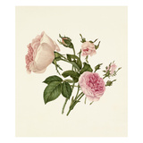 Rosa damascena Bella Donna, Rosa Mignon