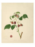 The Red Antwerp Raspberry