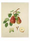 The Scarlet Bueree Pear