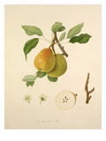 The White Buerrée Pear
