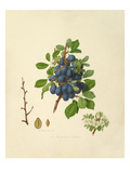 The Shropshire Damson