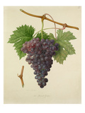 The Poonah Grape
