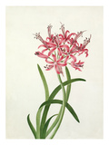 Nerine sarniensis