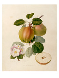 The Dutch Codlin
