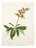 Digitalis, Didynamia angiospermia