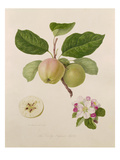 The Early Russian Apple