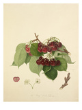 The May Duke Cherry