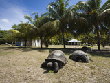 Aldabra Giant Tortoise (Aldabrachelys Elephantina) in a Botanical Garden, Curieuse Island, Seych...
