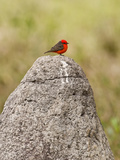 Vermilion Flycatcher (Pyrocephalus Rubinus) on a Rock, Three Brothers River, Meeting of the Wate...