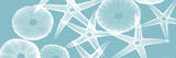 Starfish Teal 2