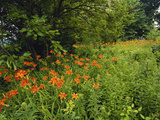 Day Lilies Growing Along Edge of Woods, Louisville, Kentucky, USA