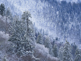 Snow Covered Trees in Forest, Great Smoky Mountains National Park, Tennessee, USA