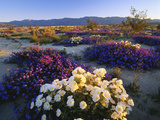 Flowers Growing on Dessert Landscape, Sonoran Desert, Anza Borrego Desert State Park, California