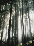 Buy Sunbeams Streaming Through Trees, Mt. Rainier National Park, Washington, USA at AllPosters.com