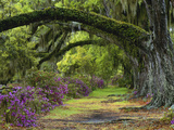 Coast Live Oaks and Azaleas Blossom, Magnolia Plantation, Charleston, South Carolina, USA