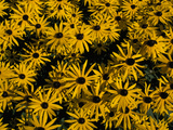 Black-Eyed Susan or Sunhat Flowers, Rudbeckia Species, in Bloom