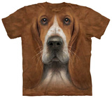 Basset Hound Head